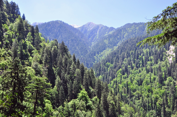 Mountain forest