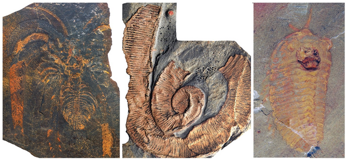 Fossils from the Fezouata Shale