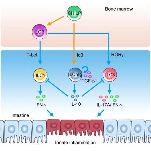 Innate Intestinal Inflammation