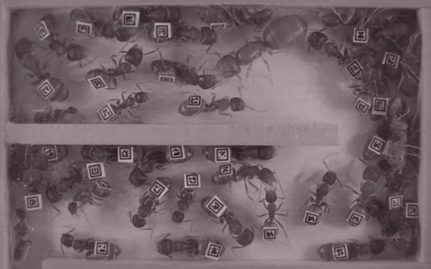 Carpenter Ants from Video