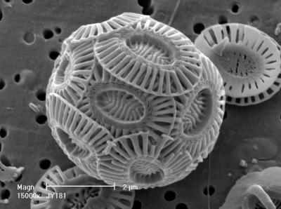 SEM of <i>E. huxleyi</i>