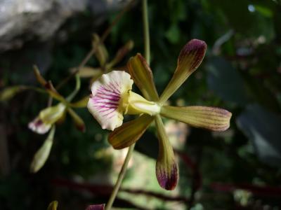 2 New Species of Orchid Found in Cuba