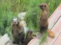 Yellow-Bellied Marmot Family at the Rocky Mountain Biological Laboratory