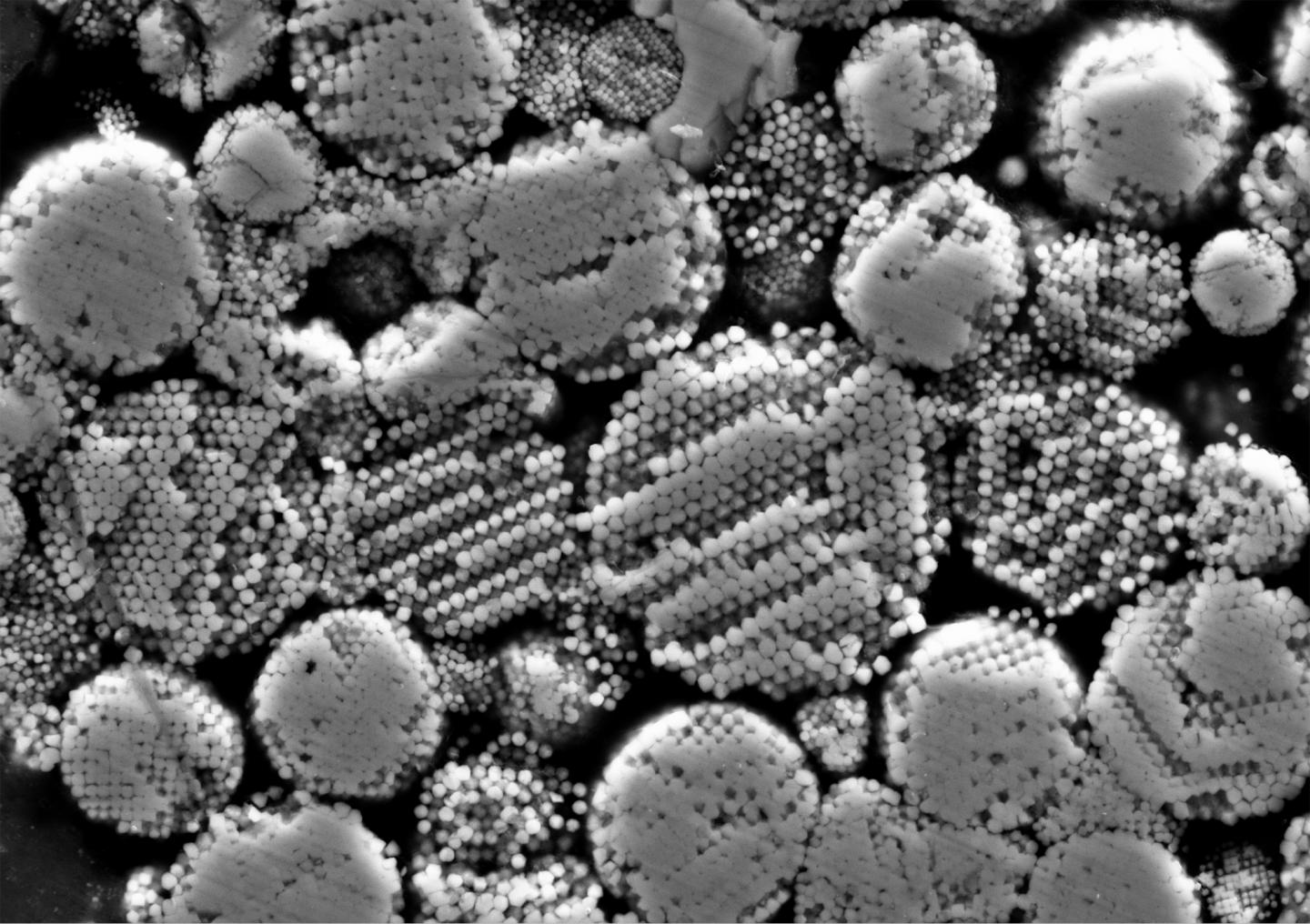 Framboidal (Raspberry-Like) Magnetite Grains in the Tagish Lake Meteorite, Magnetically Aligned Foll