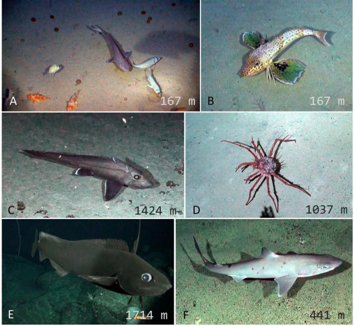 Deep Sea Pacific Salas y Gómez and Nazca Ridges Are Highly Biodiverse