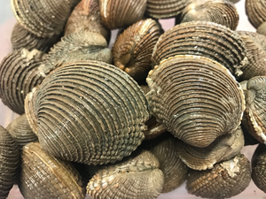 Warty venus clams