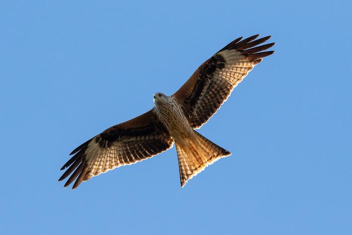 Juvenile red kit on the wing