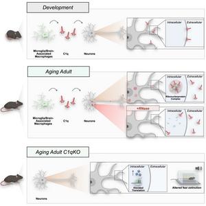 Microglial-derived C1q integrates into neuronal ribonucleoprotein complexes and impacts protein homeostasis in the aging brain.