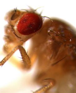 Drosophila melanogaster eye.jpg