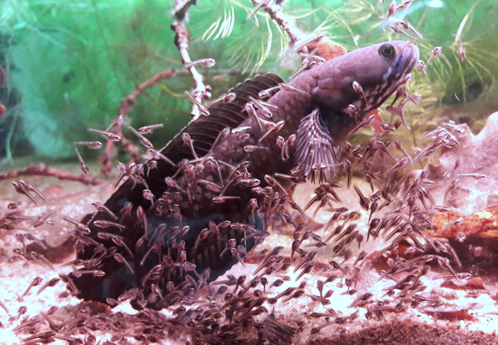 Snakehead fish hot sale aquarium