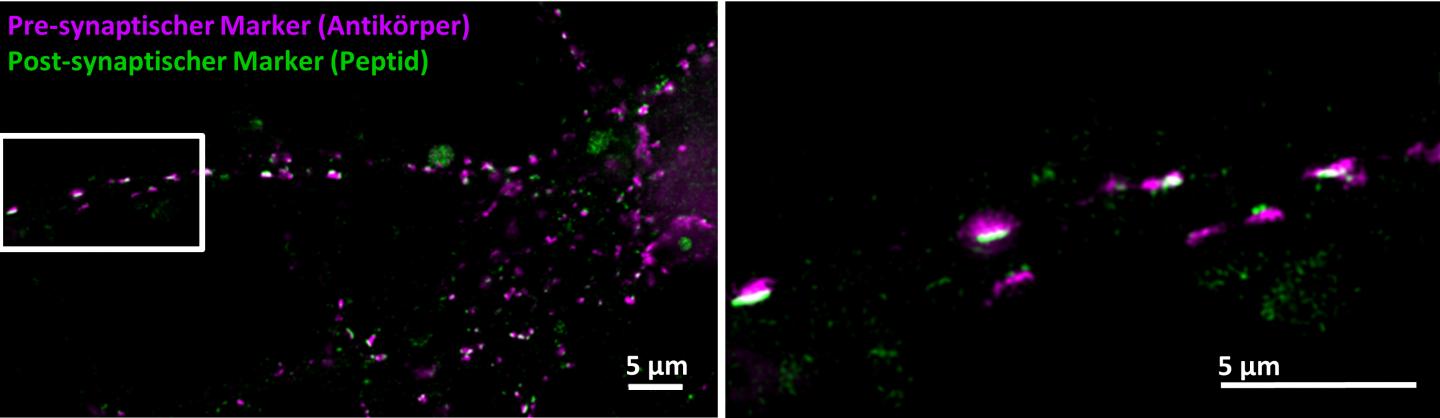 Peptides Enhance Resolution