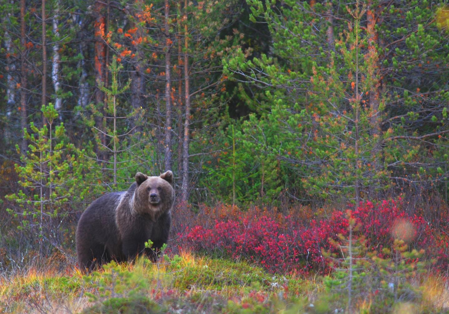 Specimen of Brown Bear