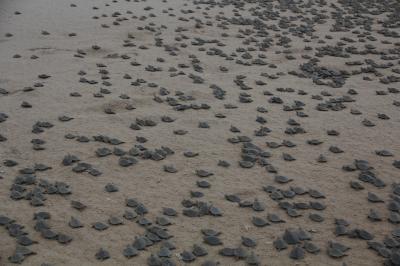 Mass Turtle Hatching, Brazil