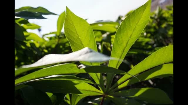 Cassava Cultivars Video