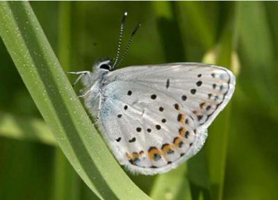 Anna Blue, <i>Lycaeides idas</i>