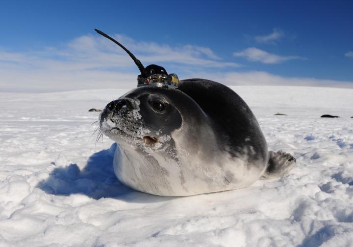 Instrumented Seal