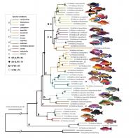 Fairy wrasse lineage tree