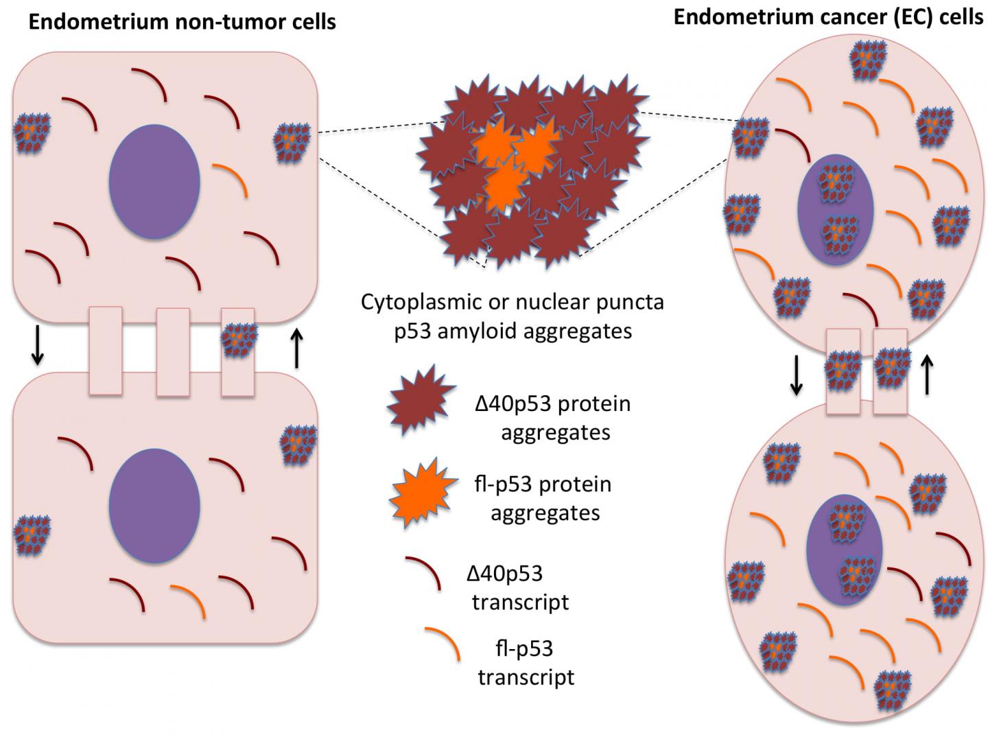 Δ40p53 Isoform Explains [IMAGE] EurekAlert! Science News Releases