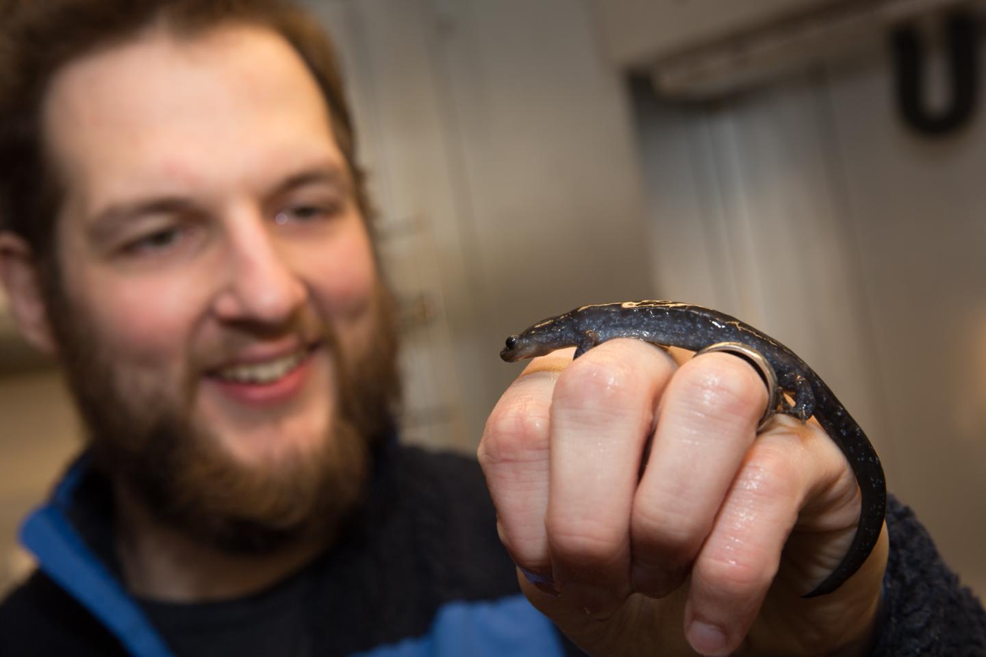 Ladies-Only Salamander Evolution a Long, Strange Trip