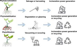 Possible mechanisms and technological process of micro/nanoplastics phytoremediation.