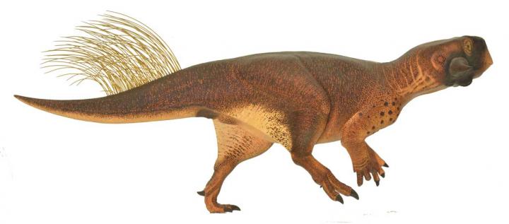 <i>Psittacosaurus</i> Reconstruction