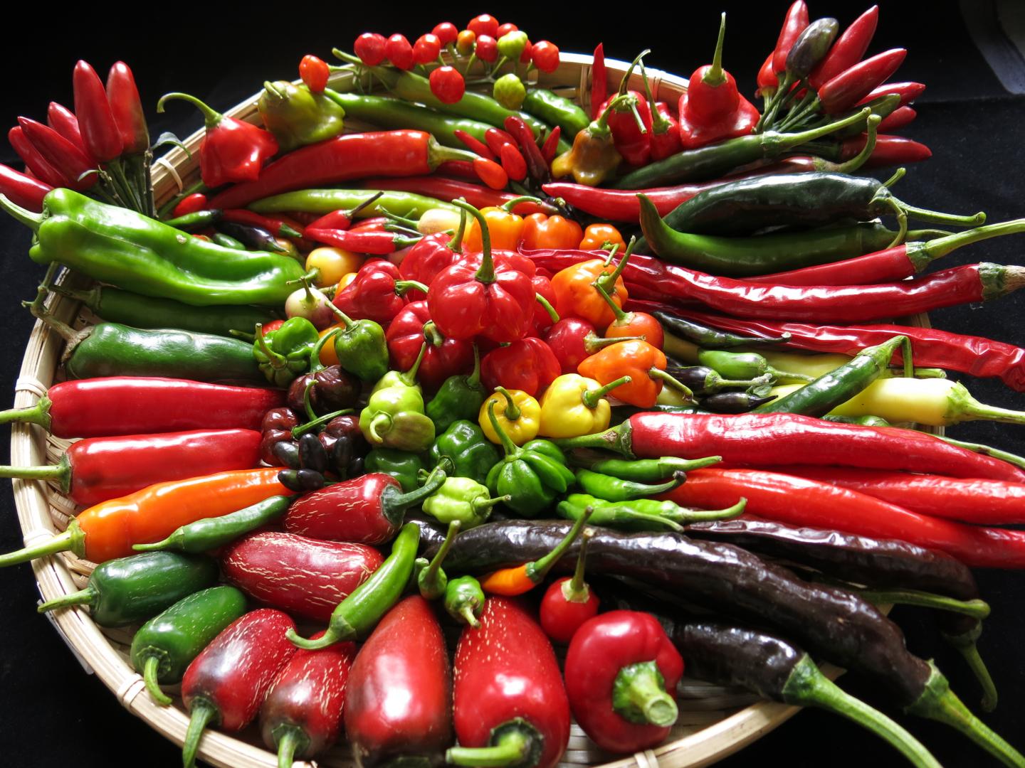 Members of the Capsicum family