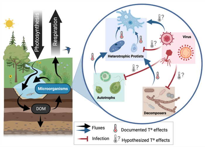 Viruses Could Reshuffle the Carbon Cycle in a Warming World