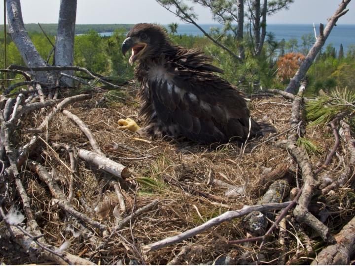 Bald Eagle Nestling