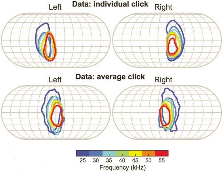 Fruit Bat Clicks