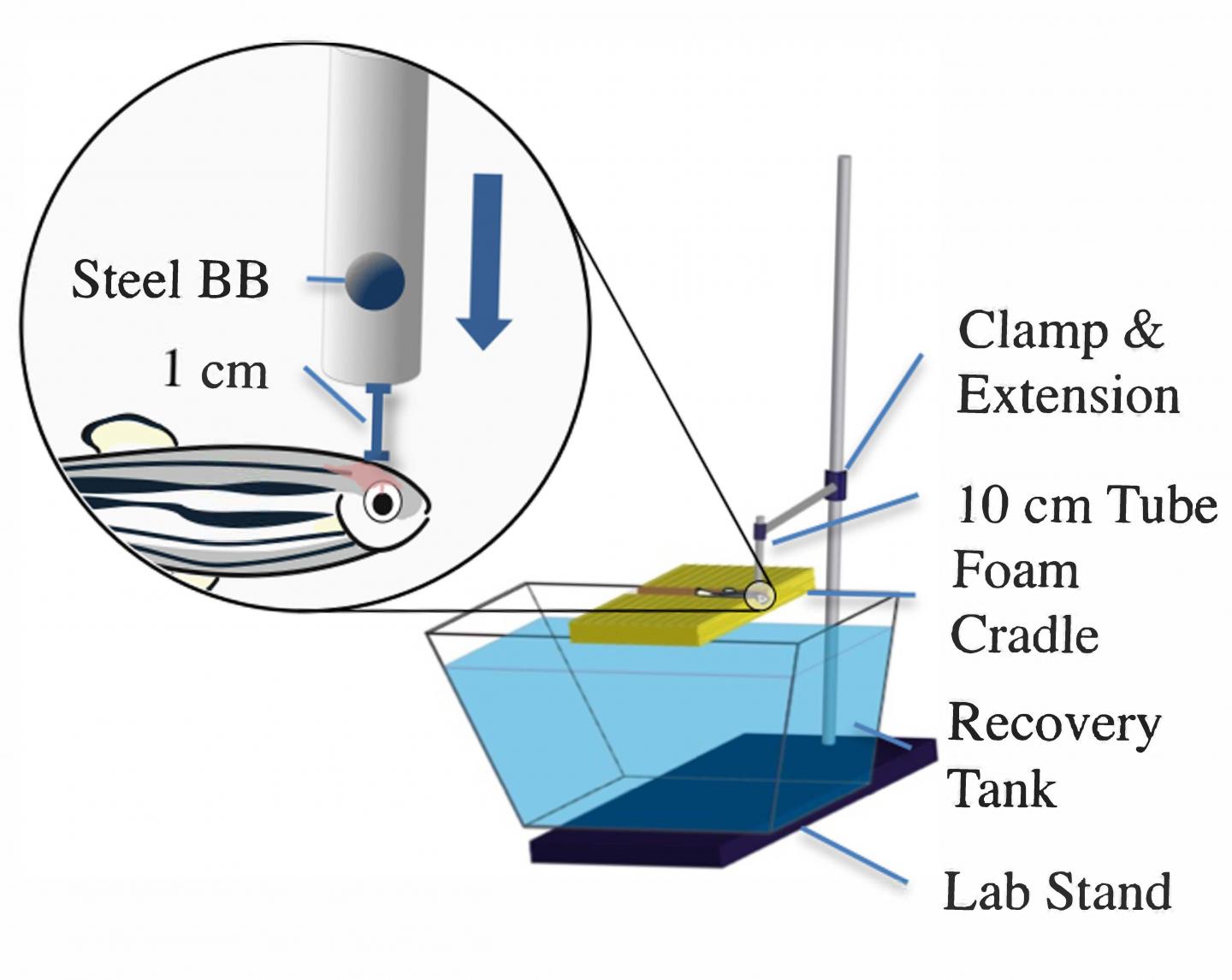 Zebrafish Concussion [IMAGE] EurekAlert! Science News Releases