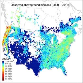 Capacity of North American Forests to Sequester Carbon