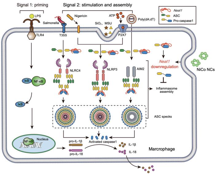 Scheme of the mechanism of nickel-cobalt alloy nanocrystals inhibiting inflammasome activation.