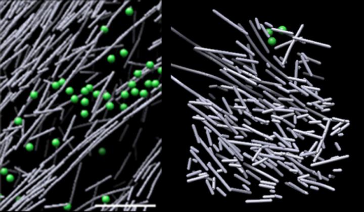 Actin Assembly in the Cell