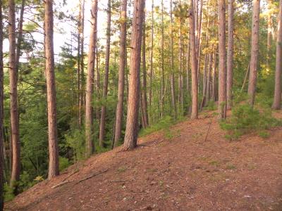 Michigan Forests' Vulnerability to a Changing Climate