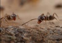 Argentine ants (1 of 2)