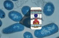 Supercomputer Simulations Help Develop New Approach to Fight Antibiotic Resistance