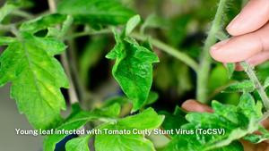 VIDEO - Tomato Curly Stunt Virus (ToCSV) – What symptoms look like - NO SOUND