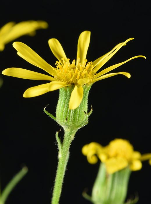 Senecio squalidus