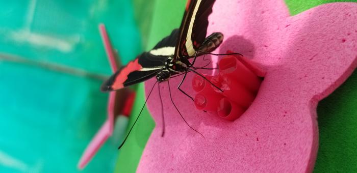 Butterflies can remember where things are over sizeable spaces, new study finds