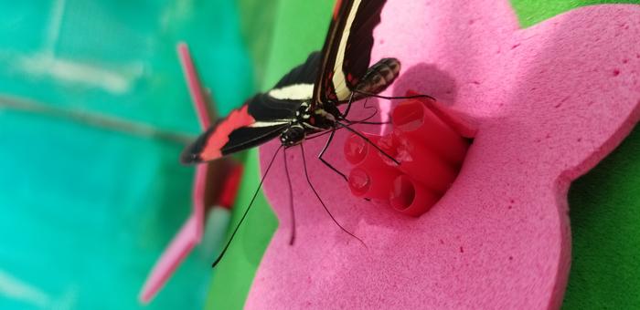 Butterflies can remember where things are over sizeable spaces, new study finds