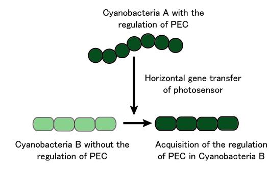 Acquisition of Photosensor by Genetic Exchange (Fig.3)