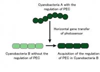Acquisition of Photosensor by Genetic Exchange (Fig.3)