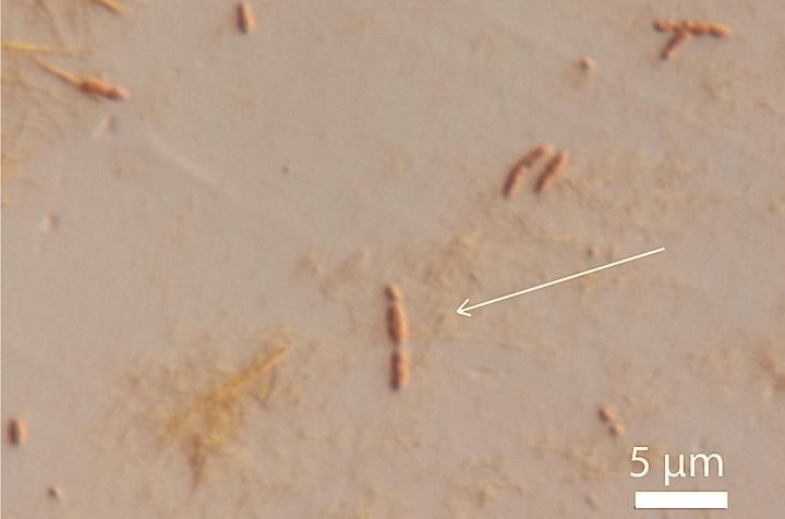 <em>S. pasteurii</em> Bacteria