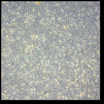 Shape of Typical Kidney Stem Cells