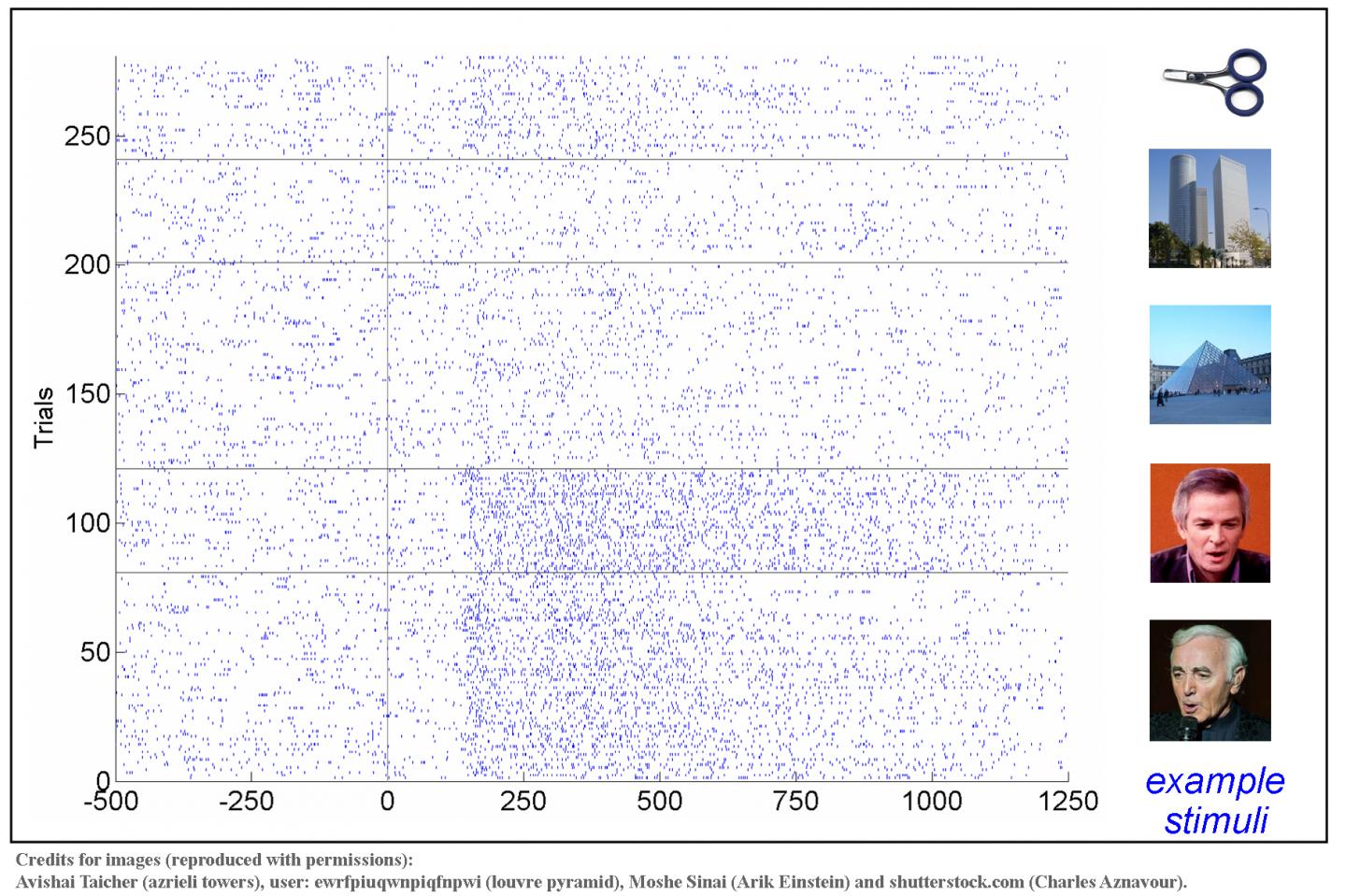 Example activity of face-selective unit in human visual cortex