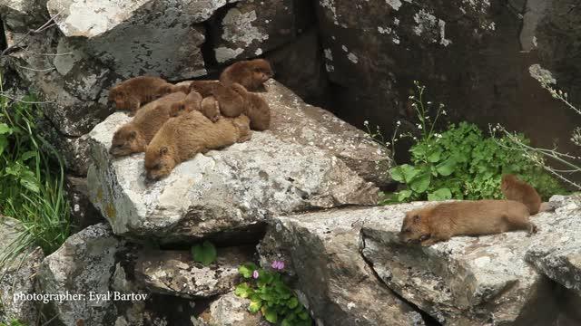 The Diverse Vocal Repertoire of Rock Hyraxes Reveals New Information about Sex Differences and the E