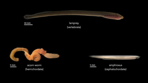 Lamprey, acorn worm and amphioxus - labelled