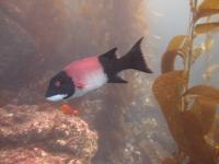 Understanding Role of Size-selective Fishing on California Sheephead May Inform Conservation (3 of 7)