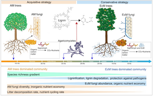 Changes in nutrient acquisition strategies and soil microbial communities of AM and EcM trees as species diversity increases