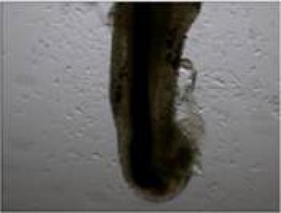 Culture of Human Hair